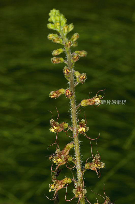 Pick-a-back Plant或背背植物，tolmiiea menziesii，俄罗斯峡谷国家公园在北加州海岸;家庭Saxifragaceae分类法